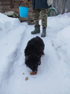 Сладкий Финик в самые добрые руки