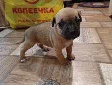 Щенки американский стаффордширский терьер