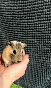 Морская свинка самка