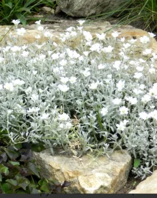 Многолетники