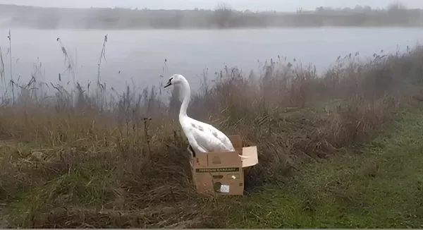 Молодой лебедь спасен экологами и ветеринарами. Возможно, птица не могла взлететь из-за переедания