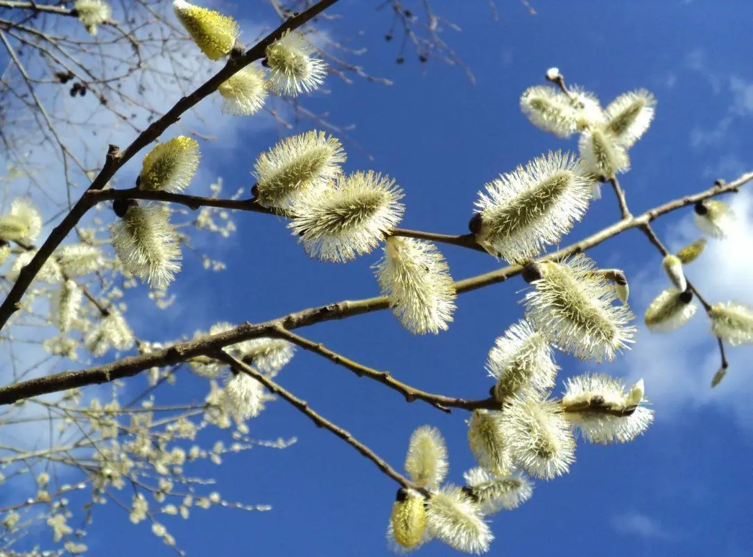 Погода на 13 апреля в Могилевской области