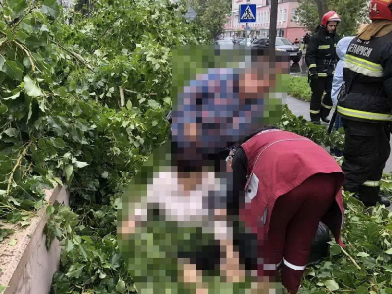 В Бобруйске из-за порыва ветра на женщину упало дерево