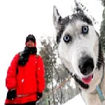 Выбираем собаку