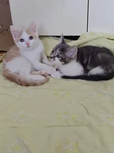 Красивые Котята