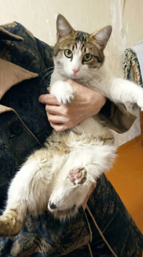 Котята