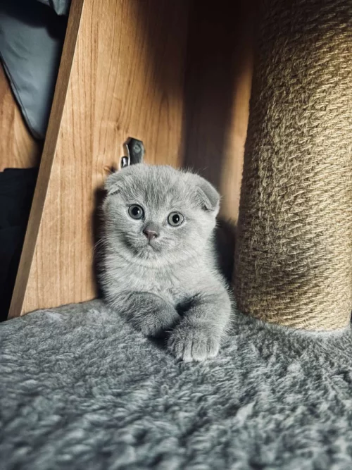 Котята породы шотландской вислоухой