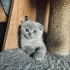 Котята породы шотландской вислоухой