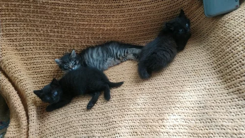 Котики