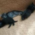 Котики