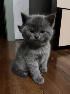 Британские котята