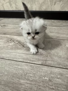 Вислоухие котята (БРОНЬ)