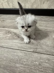 Вислоухие котята (БРОНЬ)