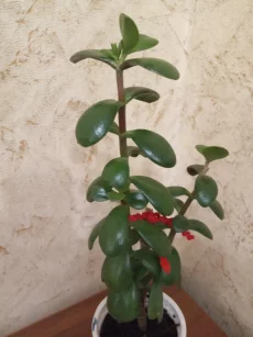 Денежное дерево (толстянка)