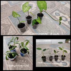 Комнатные растения