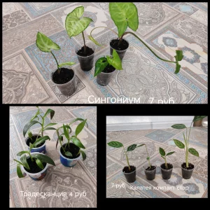 Комнатные растения