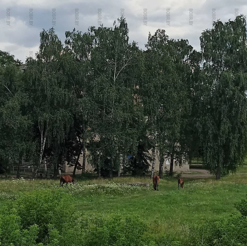 Лошадки на Бобруйской крепости