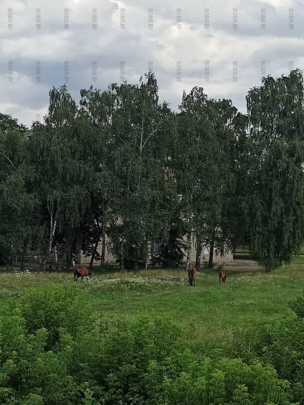 Лошадки на Бобруйской крепости