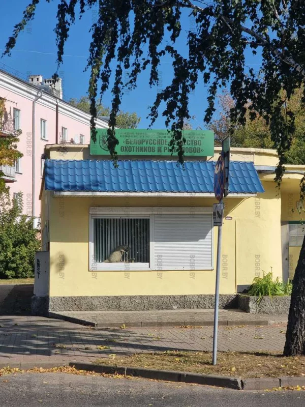 Чучело, А что за животное - непонятно.