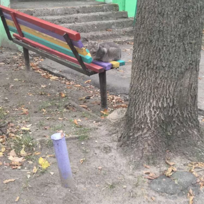 Осенний котик) 