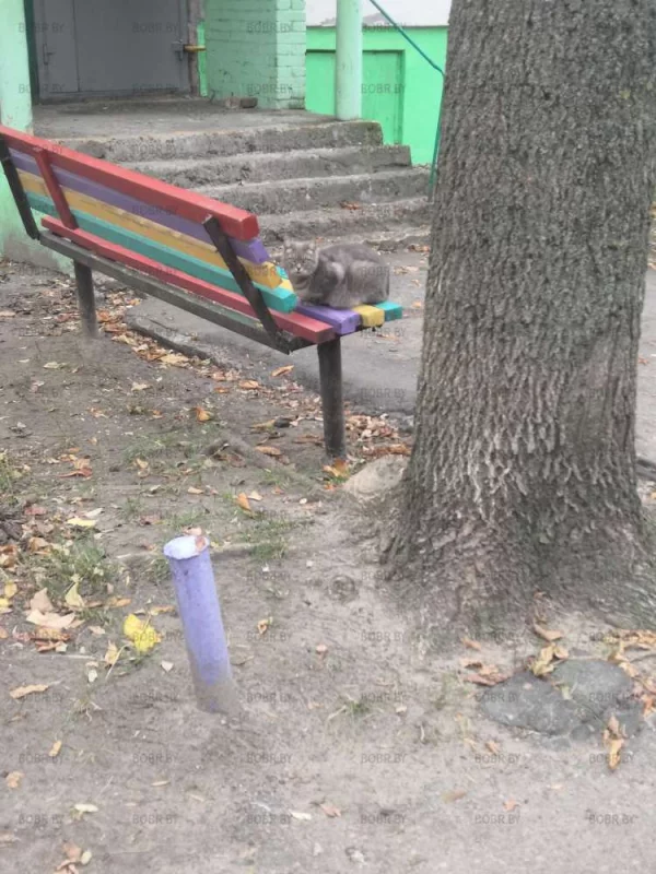 Осенний котик) 