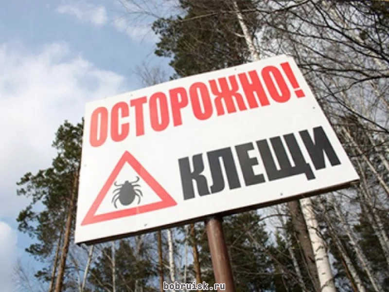 Тёплая весенняя погода – пора клещей