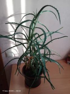 Столетник Алоэ