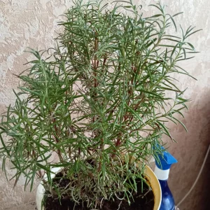 Контейнерные растения для высадки на участок: фуксия, розмарин и др