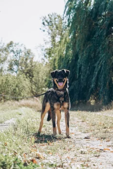 Тео ищет дом