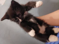 Отдаём Бесплатно котят