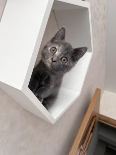 Прелестный котенок ищет дом