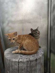 Котята