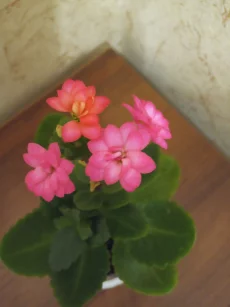 Каланхоэ декоративный