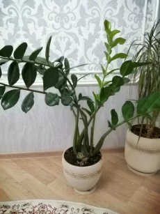 Зомиакулькас 1метр