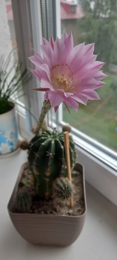 Деток цветущего кактуса