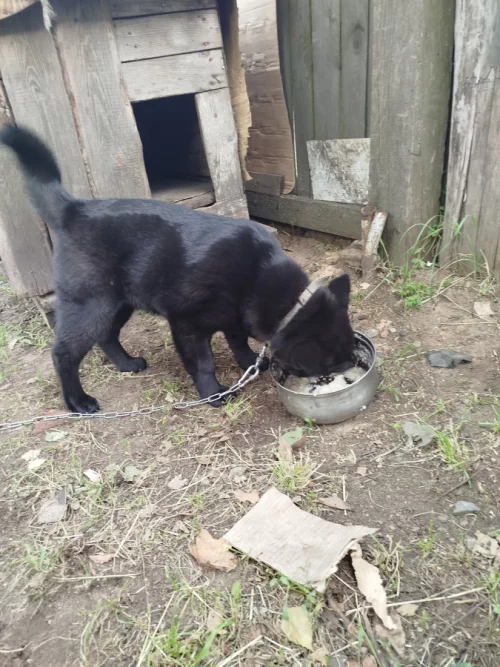 Отдам смесь чау чау с лайкой