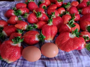 Рассада клубники (Азия)