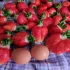 Рассада клубники (Азия)