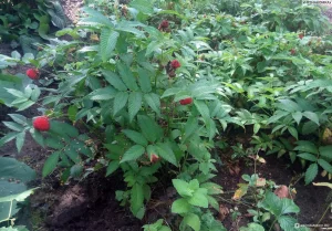 Саженцы тибетской малины