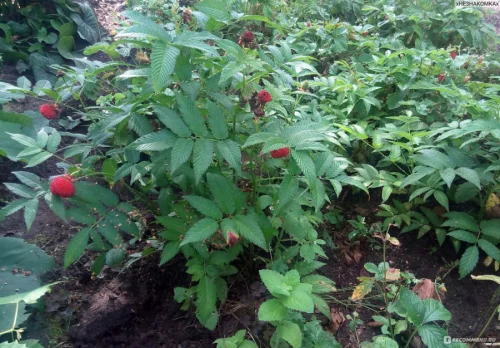 Саженцы тибетской малины