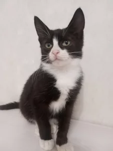 Котёнок Феликс