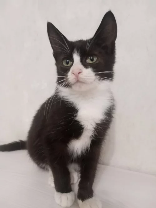 Котёнок Феликс
