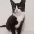 Котёнок Феликс