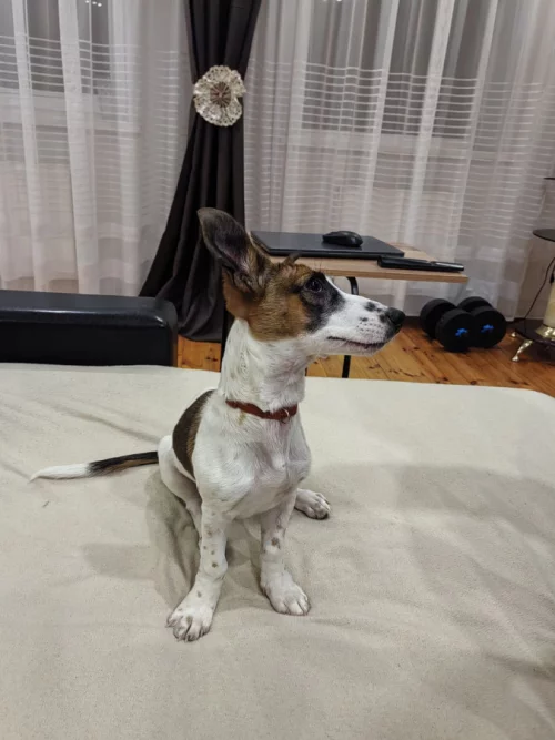 Щенок даром