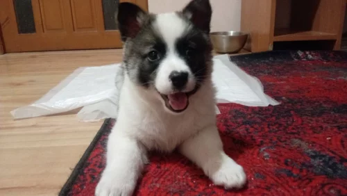 Отдам щенка