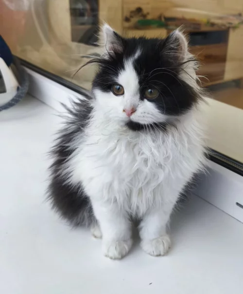 Прелестная мурчалка в добрые руки