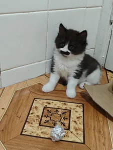 Красивые Котята