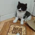 Красивые Котята