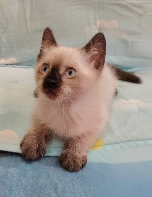 Уникальный котёнок ищет своего человека