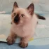 Уникальный котёнок ищет своего человека